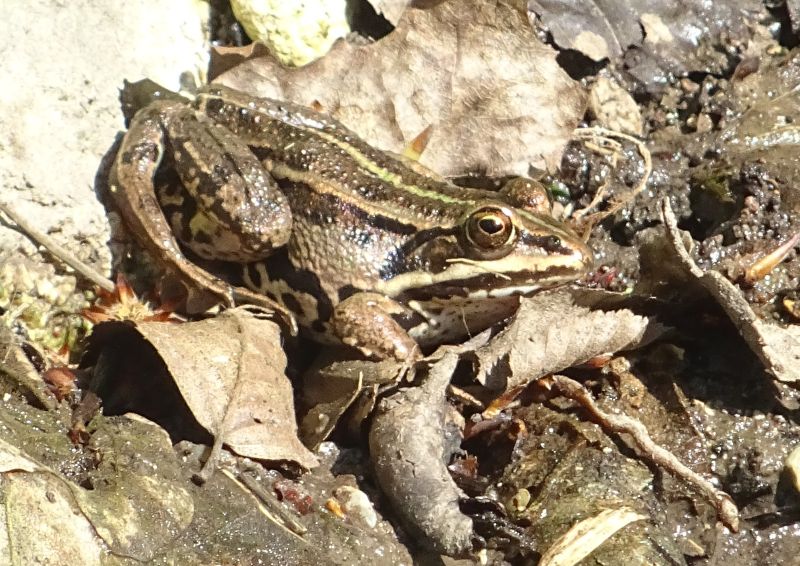 da determinare..... Pelophylax sp. (MN)